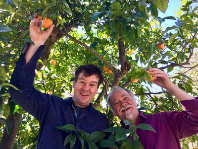 Picking oranges in Mountain View, CA, February 2018